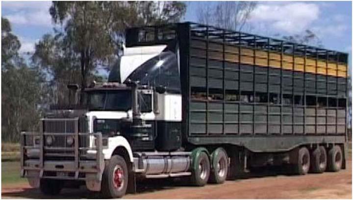 2.1 Current Supply Chain Information Flows and Work Practice Cattle Arrivals When cattle arrive they are unloaded into holding yards.