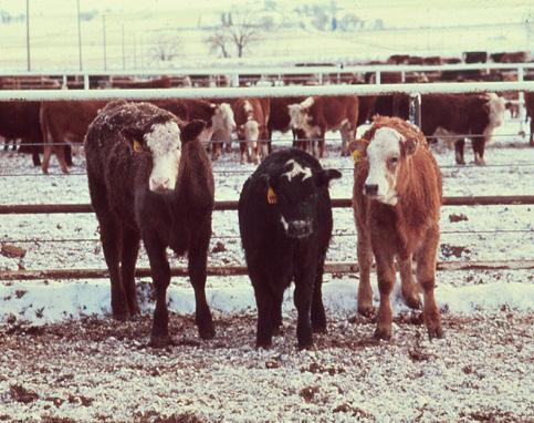 The three calves in Figure 1 were born on the same day.