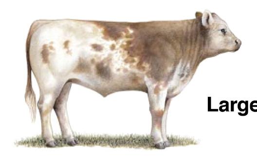 Examples of unthrifty cattle are those with double muscling, severe emaciation, or a leg injury that would prevent proper weight gain. Neither example would fit the USDA frame score standards.