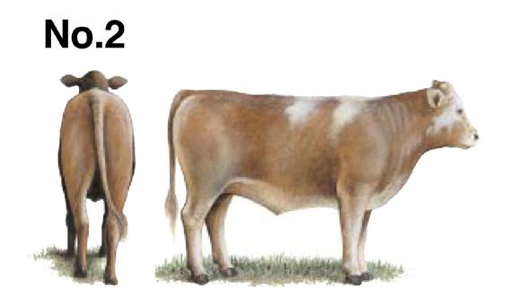 calf that is longbodied, short-tailed, and fine-haired. The more youthful-appearing calf should have more growth potential and ultimately have a higher yielding carcass with less trimmable waste.