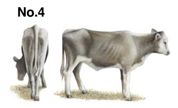 A finished steer or heifer that has both an acceptable yield grade and a desirable quality grade is a difficult balance.