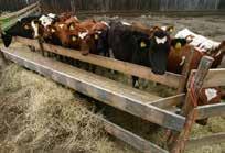 The DVD also features 50 head of feeder cattle with varying frame size and muscle thickness.