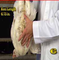 Collaborator: Dr. Jason Lee, Assistant Professor of Poultry Science at Texas A&M. 42 min. CEV80226A $125!