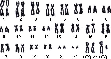 16 Eg: Human Chromosomes Ref: https://www.guam.