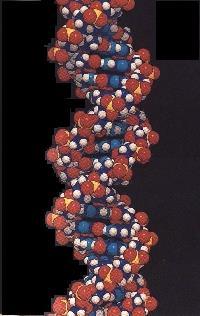 19 The Double Helix DNA