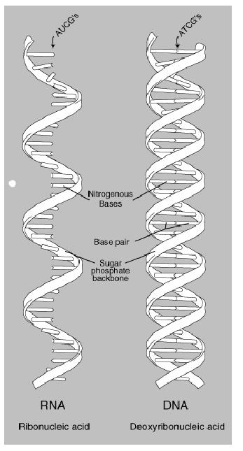 22 RNA (Ribonucleic acid) RNA is like DNA except: backbone is a little different (Not deoxy) usually single stranded (folds up) the