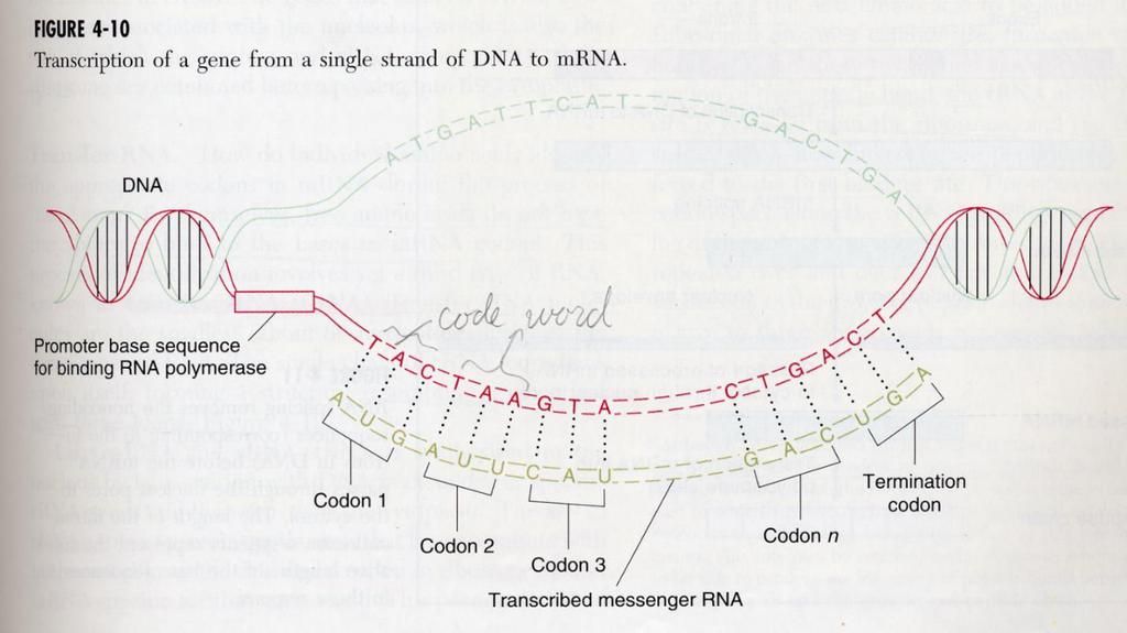 Genes Codon: a three-base sequence in mrna that specifies one amino
