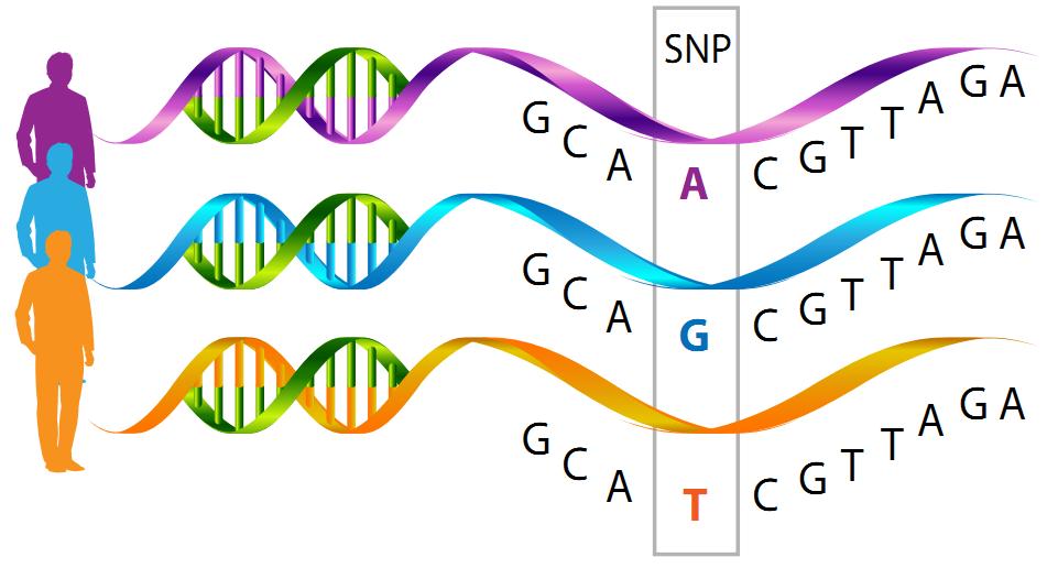 SNP Single-Nucleotide Polymorphisms (SNP) DNA Variation occurring commonly within a