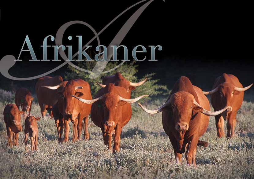 Afrikaner Cattle Breeders Society PO Box 29571, Danhof 9310 051 447 7405 / afcattle@intekom.co.za www.