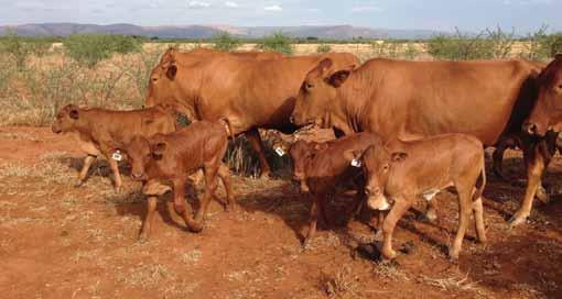 12 Afrikaner Cattle have the ability to utilize veld grass as well as leaves and posses good rumen capacity. Afrikaner cattle can survive without water for as long as 48-72 hours.