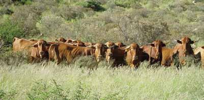 Afrikaner - in symbiosis with game With the increase of many game farms, many game farmers are looking for an indigenous breed which will thrive in one camp with game.