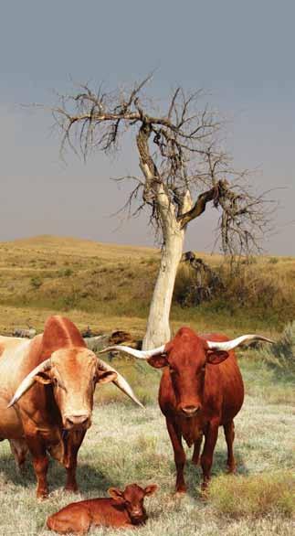 Select the Afrikaner for efficiency Breed characteristics The Afrikaner is a Bos Taurus Sanga indigenous to South Africa Birth Weight The Afrikaner gives a light calf at birth (30-35 kg) and