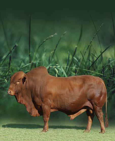 Bull characteristics Long productive life. Helps decrease the frame size to obtain a better adapted animal. Exceptional ability to adapt in a wide variety of environments.