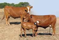 6 The Afrikaner Afrikaner - the core of crossbreeding Animal scientist propagate the idea that the cattle industry should be divided into father- and damlines.