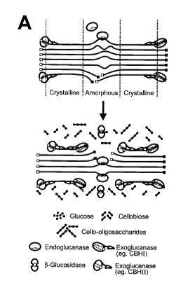 Figure 1-4 Example of a non-complexed cellulase system where enzymes are secreted and act in an uncoordinated, diffusion driven manner.