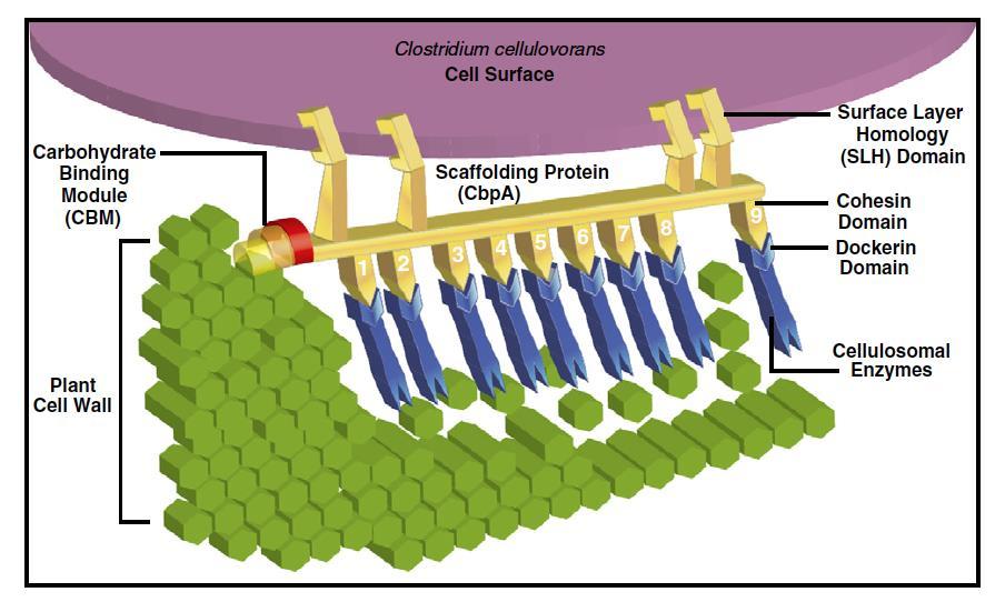 Figure 1-5 Example of a complexed cellulase system, or cellulosome with the necessary parts required to bind to a plant cell wall for biomass degradation.