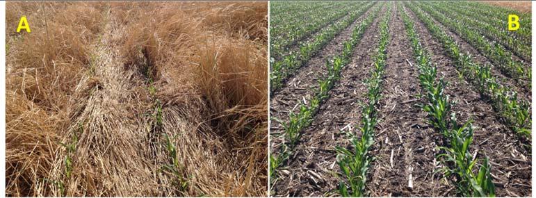 Figure 3. Examples of corn growth and developmental difference as influenced by the four cover crop termination methods. A: young corn plants in the Planting/Herbicide treatment.