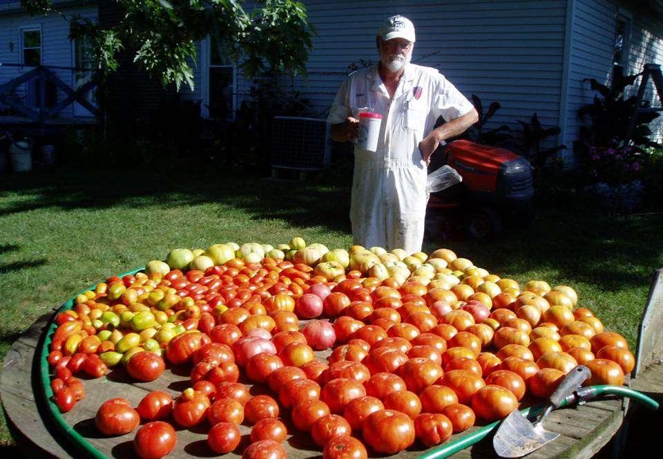 Fresh field tomatoes 88 Canned tomatoes 177 Greenhouse tomatoes 1099 Food energy in tomato
