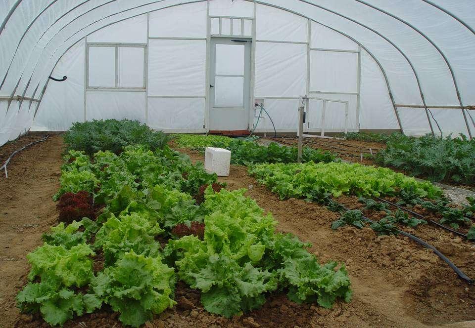 High tunnels and row covers