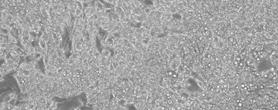 cells every 2-3 days using 3T3-L1 Adipocyte Maintenance Medium until ready for assay. 3T3-L1 adipocytes are suitable for most assays 7-14 days post differentiation (see Figure 1 below and Figure 2.