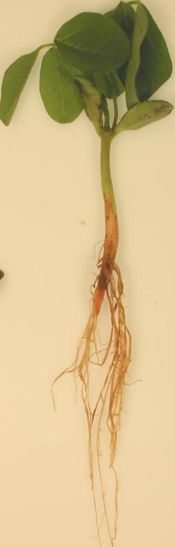 roots to first signs of pruning of