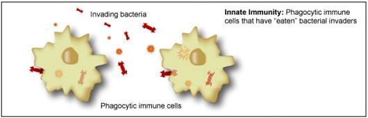 The Immune System and Microgravity Dr. Patricia C. Hunt DO, MHA, CHCQM Overview in Humans There are two types of immune response: innate immunity First line of defense when a microbe enters the body.