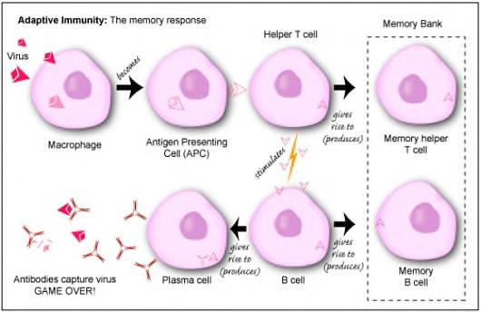 T cell activation and undergoes clonal expansion. Memory Helper T cells will remember the target.