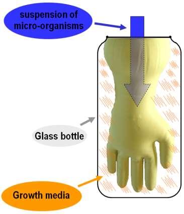 Growth penetration Test preparation Glove, glass bottle and growth media steam sterilized Transferred into