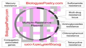 populations at about 1:10 million- 10 billion organisms Mutants then go on to make progeny Antbiotics don t induce mutations, but can create favorable environments Chromosomal resistance: due to