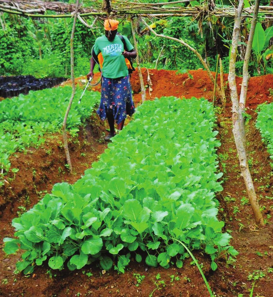 ABOUT FOOD SOVEREIGNTY The issue of food sovereignty emerged in the 1990s among farmers organizations and civil society organizations in Africa, the Americas, Asia, Europe and Oceania in reaction to