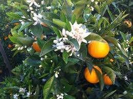 Evaluation of the Impact of Boron on Citrus Orchards in Riverside County Stephen R. Grattan, Ph.D.