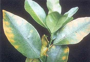 Figure 8. Boron injury in citrus leaves. e.