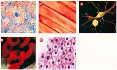 5. Identify the different types of cells 6.