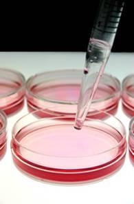 Cell Culture Tissue culture cell lines have the potential to contain pathogenic