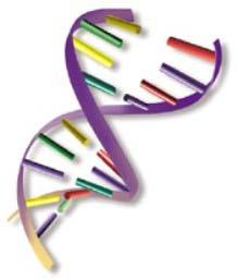 Recombinant DNA & Viral Vectors Genetic engineering is in vitro incorporation of