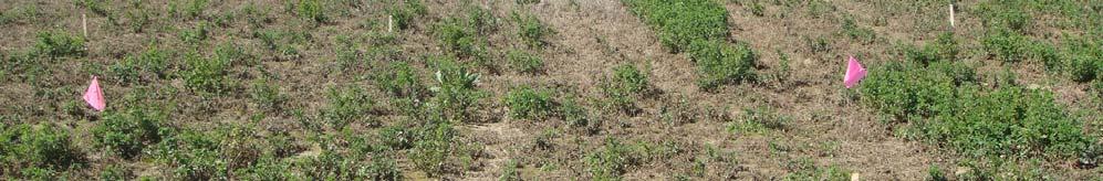 Alfalfa Stem Nematode Management 7) Pesticides?
