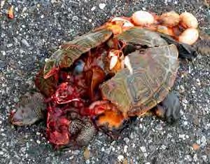 Wildlife Road Mortality 1 million vertebrates per day are killed on