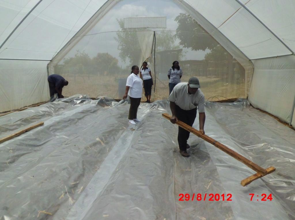 Managing bacterial wilt in high tunnels 1.