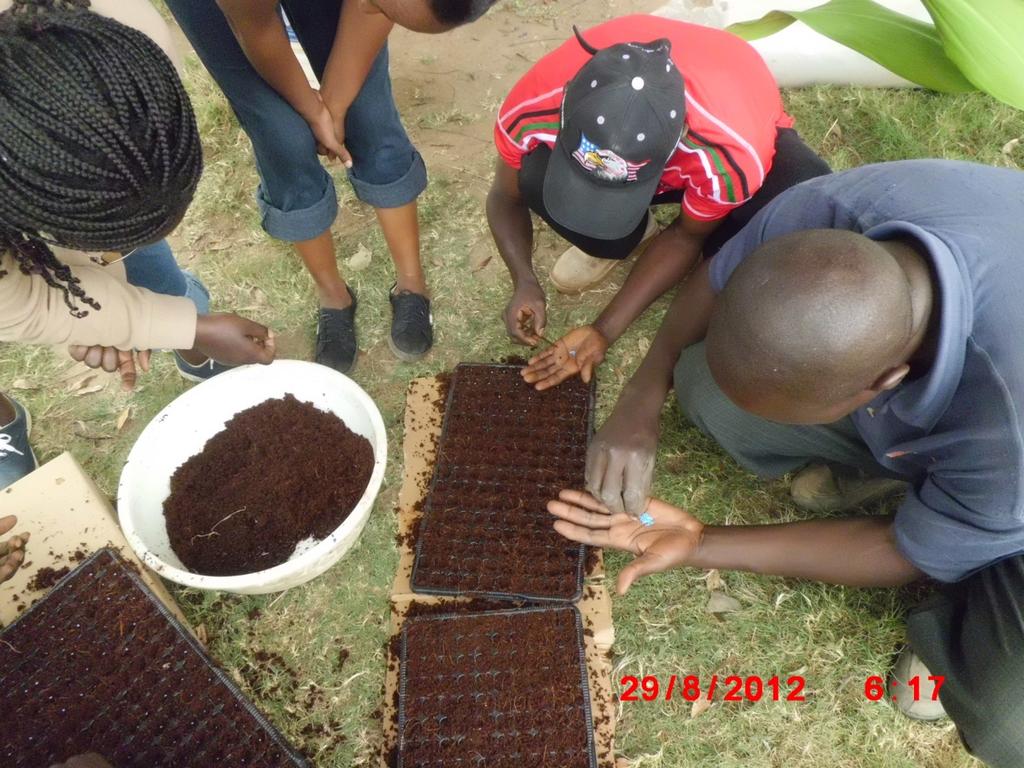 2. Establishment of clean seedlings