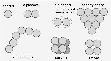 Activity 2 Morphological classification of bacteria: shape Complete the chart by using the diagram
