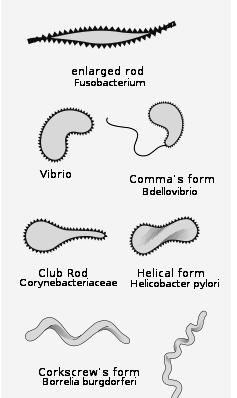 Bacterial morphology chart Word bank Straight rods are called Small straight rods are Curved rods