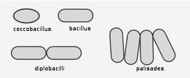 Cocci Fusobacteria Bacilli Coccobacilli Spirilla Singular Latin rooted words Plural One bacterium