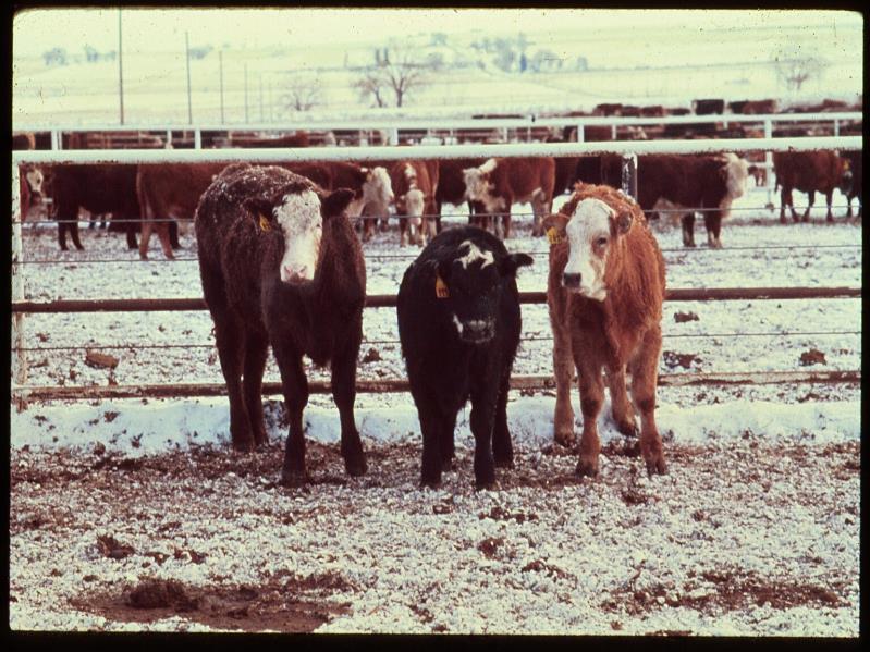 The three calves pictured were born the same day.
