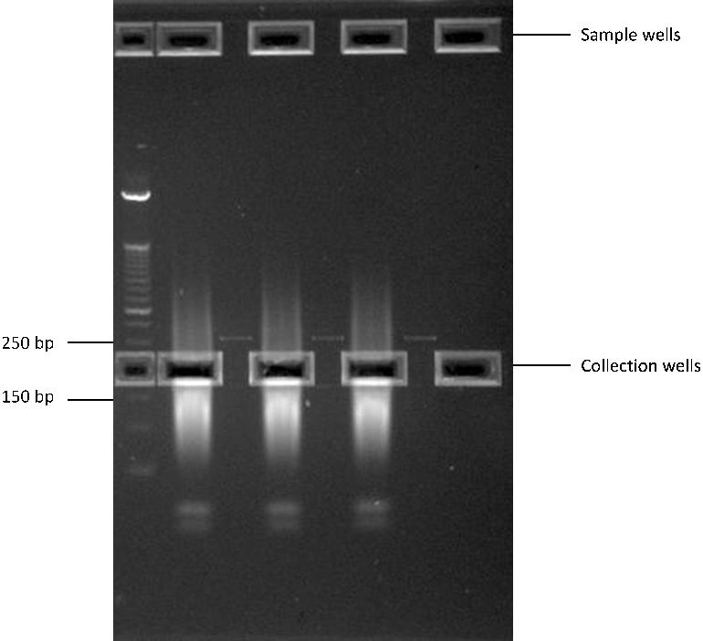 2 Sample Preparation Step 7. Size-select the DNA fragments with a E-Gel SizeSelect 2% Agarose gel Figure 3 Elution of an approximately 200 bp region from SOLiD Library Size Selection gel.