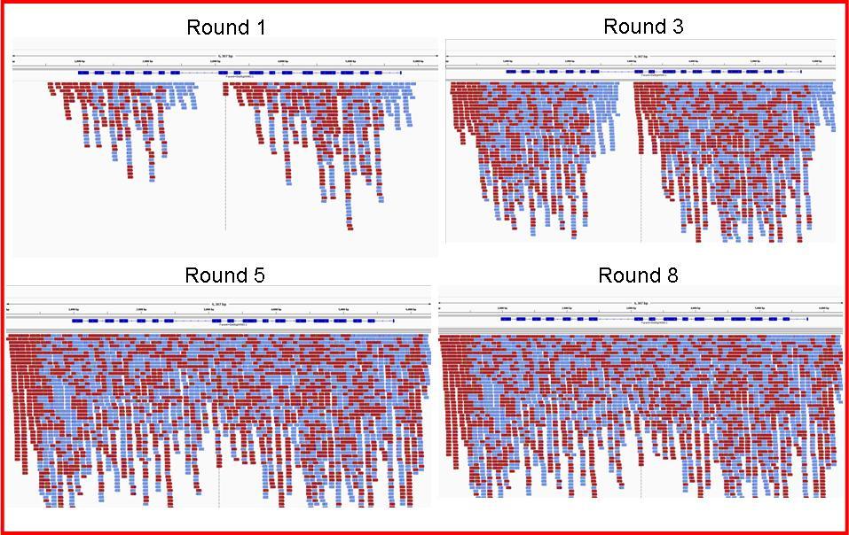 25 Figure 2.2 Chromosome walking of gene AT1G01950.1. We mapped the reads of each round back to the final contig. The blue bars are the exons predicted by GenomeThreader.