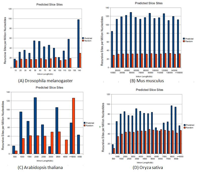 53 Figure 3.3 Comparison of simulated and real intron sequences. These are the results of predicted recursive sites distribution normalized by million nucleotides.