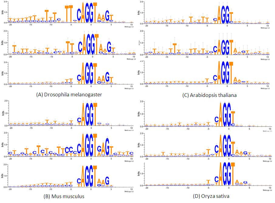 57 Figure 3.4 The sequence logo around the RSSs in four species. The top, middle and bottom figures are the sequence logos for type I&II RSSs, type III RSSs and regular sites.