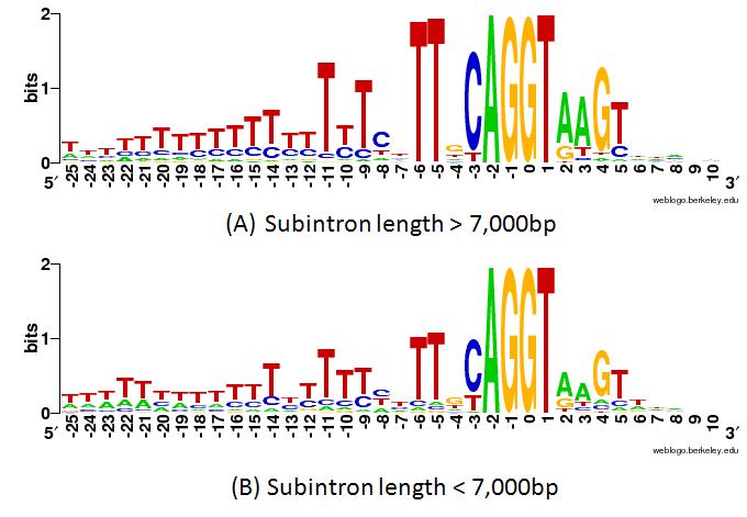 64 Figure 3.7 Sequence logo for different subintron length. The information content of type I RSSs in Drosophila is associated to the subintron length. (A) The RSSs with subintron length > 7,000bp.