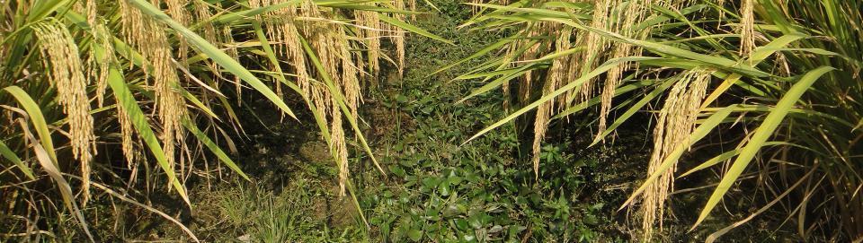 rice variety yielding