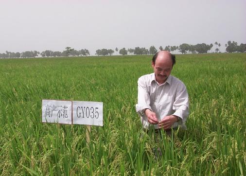Hybrid rice in Guinea